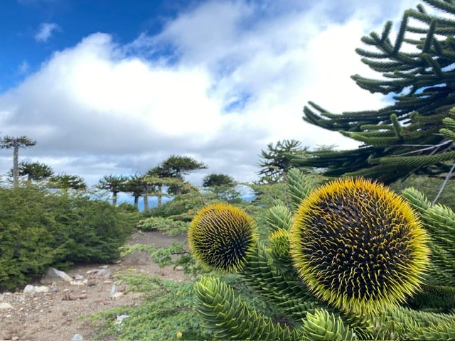 Araucaria araucana fruit