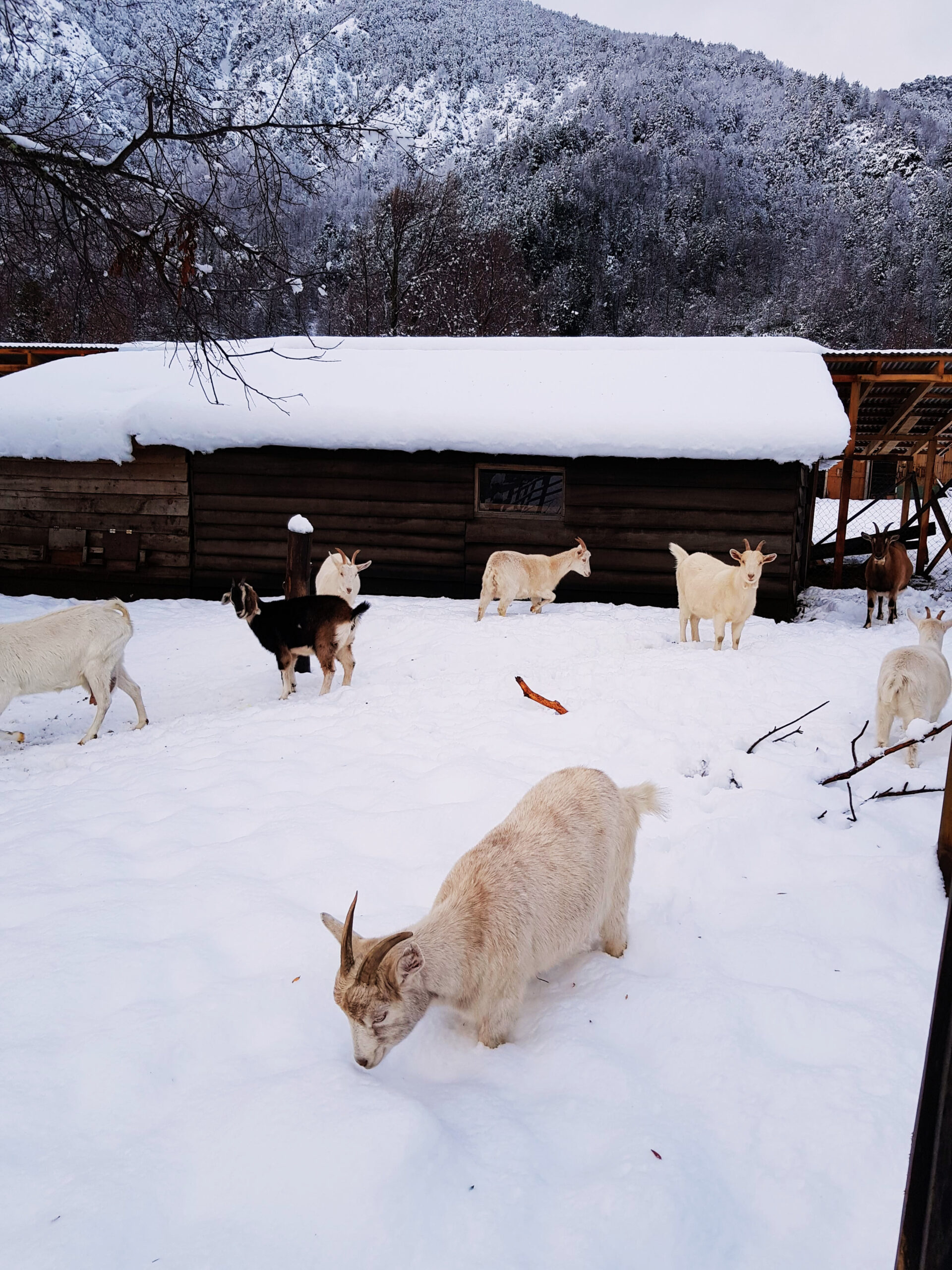 Malalcahuello Farmstay